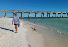 Exploring Shore Life: Discovering the Wildlife of Coastal Beaches
