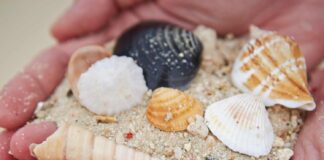 Celebrate Go Shelling Day on September 30th