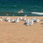 10 Shorebirds You Can Spot on the Beach and Where to Find Them