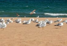 10 Shorebirds You Can Spot on the Beach and Where to Find Them