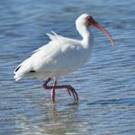 Those Beautiful Long-legged Wading Birds that frequent the Worlds Beaches