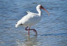 Those Beautiful Long-legged Wading Birds that frequent the Worlds Beaches