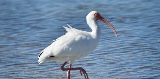 Those Beautiful Long-legged Wading Birds that frequent the Worlds Beaches
