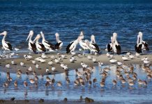 10 Totally Cool Coastal Birds Commonly Found Near Shorelines
