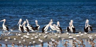 10 Totally Cool Coastal Birds Commonly Found Near Shorelines