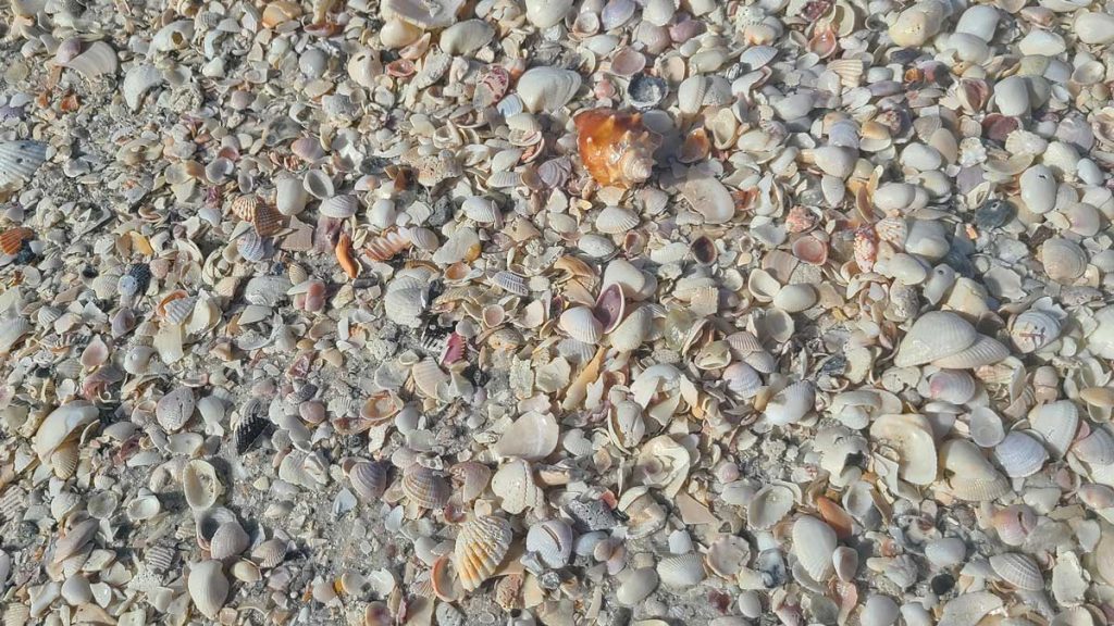 Marco Island Tigertail Beach Shells