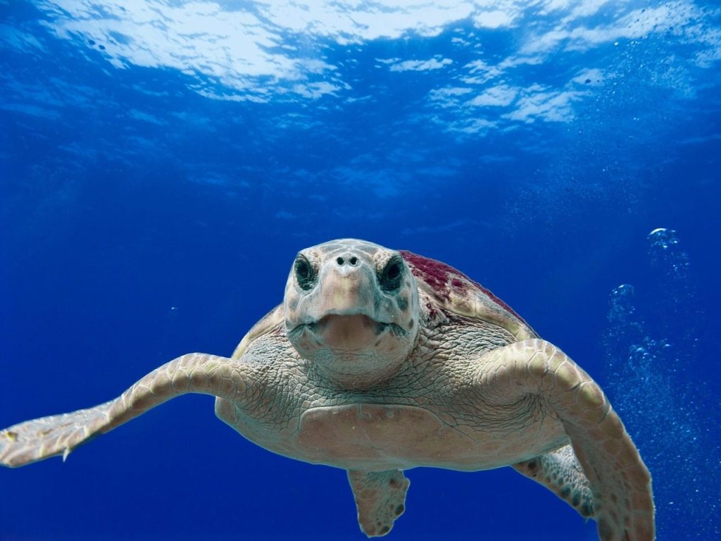 loggerhead turtle, sea, ocean, water, underwater, reptile, swimming, close-up, macro, nature, blue water, blue sea, blue ocean, blue closed