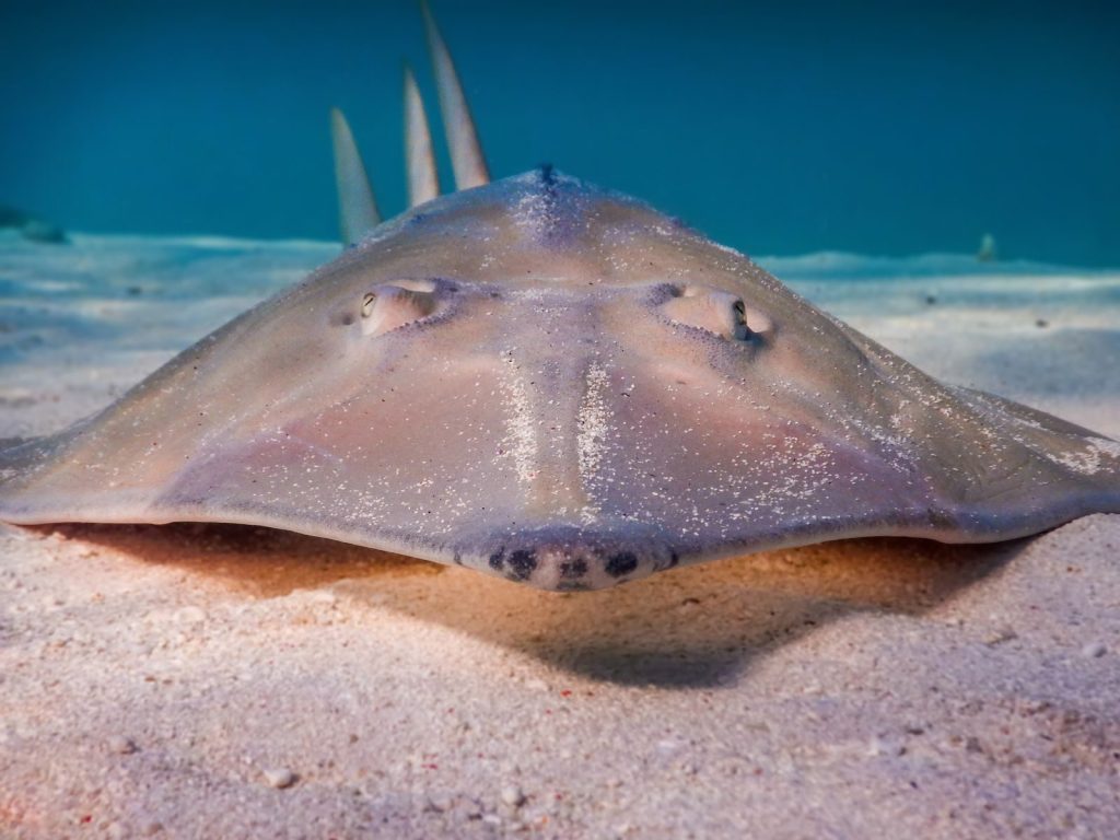 Close-up of a stingray resting on the sandy ocean floor in Queensland, Australia.