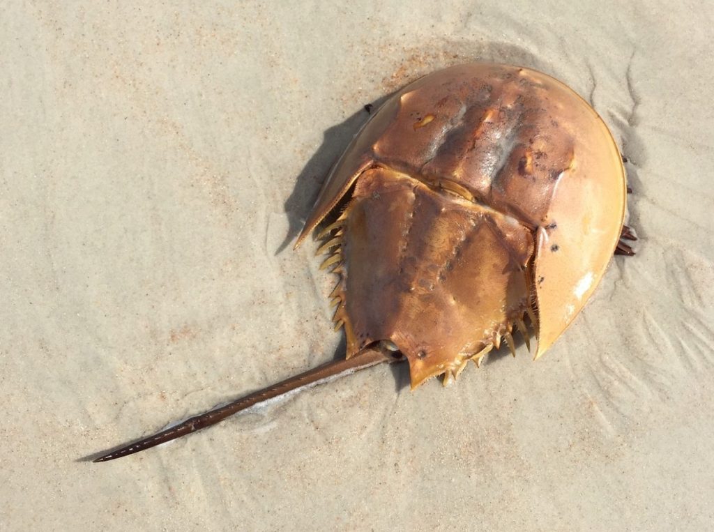 horseshoe crab, marine life, ocean, sea life, brown life, nature, brown ocean