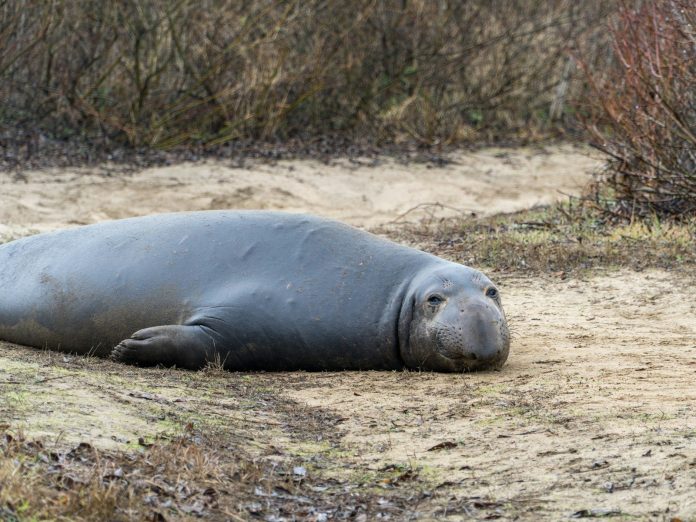 A large gray animal laying on top of a dirt field