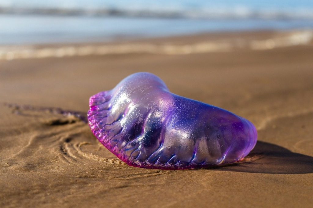 portuguese man o' war, sand, beach, physalia physalis, shore, animal, aquatic, coast, nature, sea, portuguese man o' war, sand, beach, beach, beach, beach, beach, animal, nature
