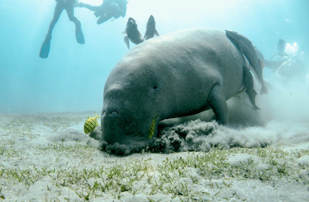 people in water near sea creature