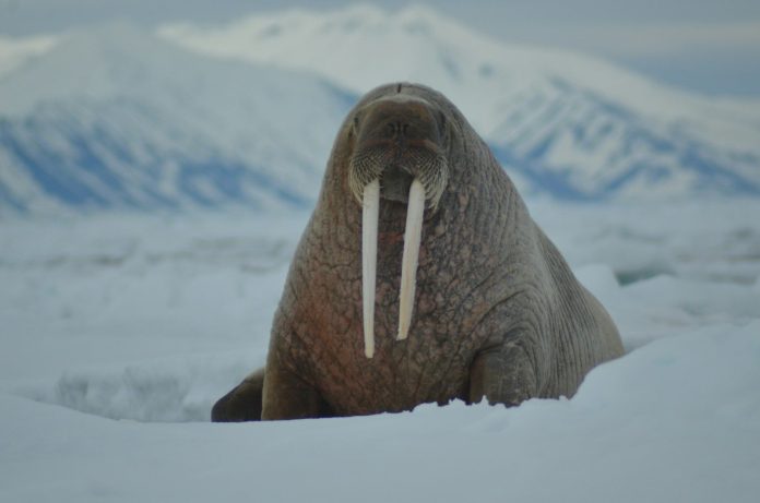 a walpopotamus sitting in the snow with mountains in the background