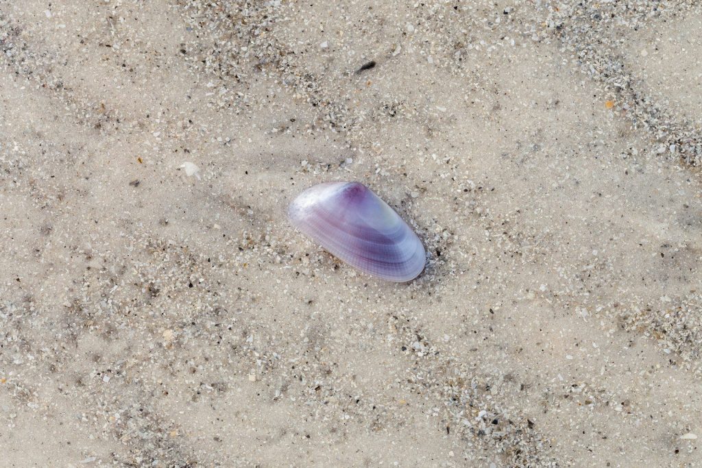 A small purple seashell rests on light sand