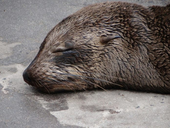 Photo by Julia Fiander a close up of a wet animal laying on the ground