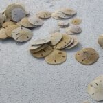 My Lifelong Sand Dollar Quest