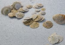 My Lifelong Sand Dollar Quest