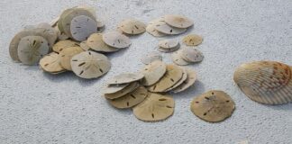 My Lifelong Sand Dollar Quest